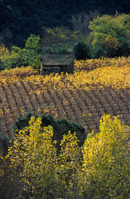 Vignes en automne