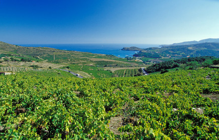 Vignoble du Roussillon