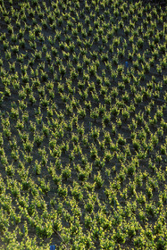 Vignoble Saint Chinian
