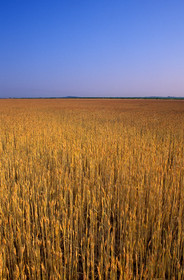 Champ de blé