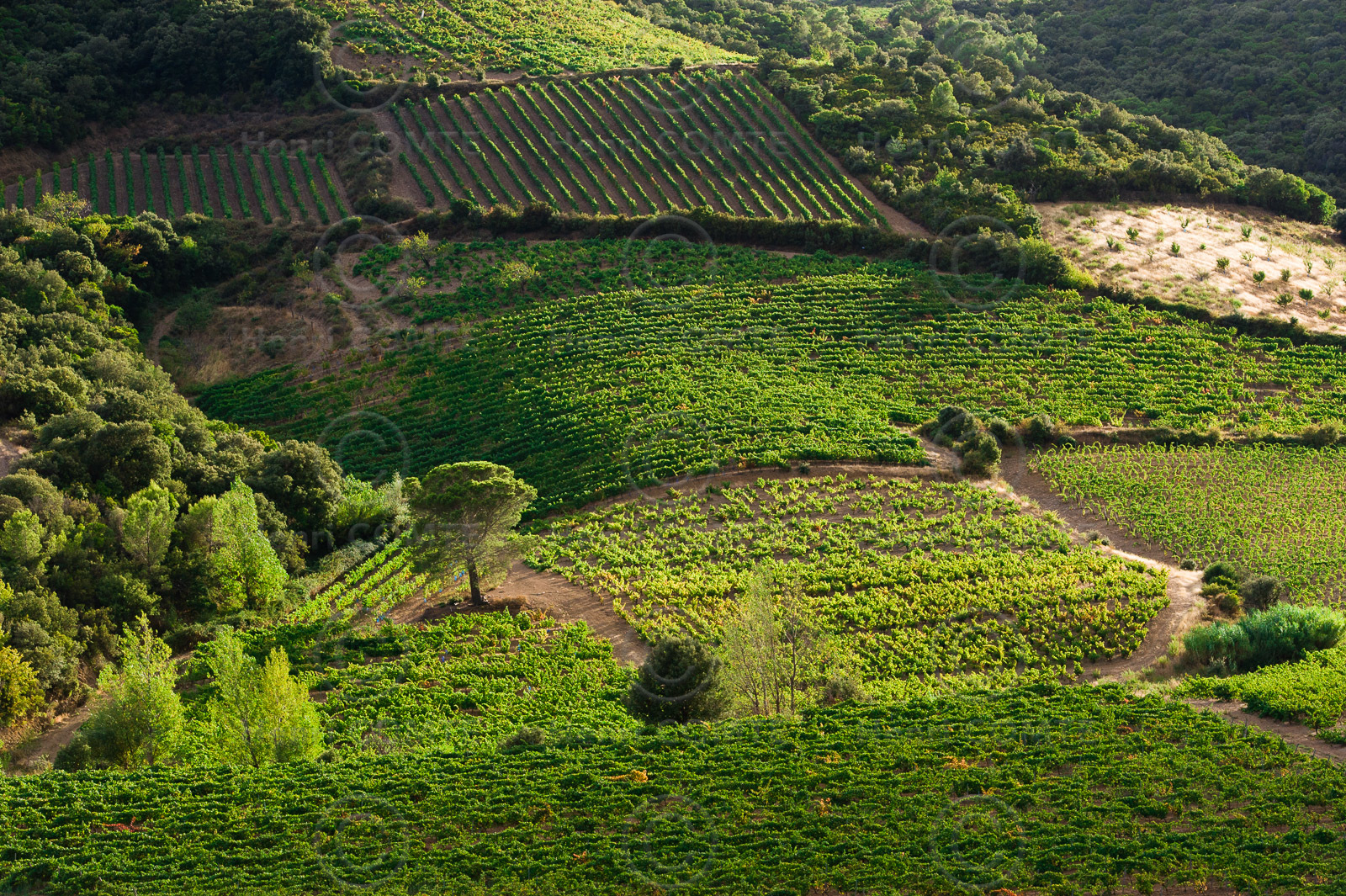 Vignoble Saint Chinian