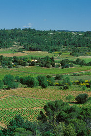 Vignoble Saint Chinian