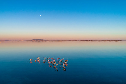 Envol de flamants roses sur l'étang et le mont Saint Clair de Sète au loin - Hérault