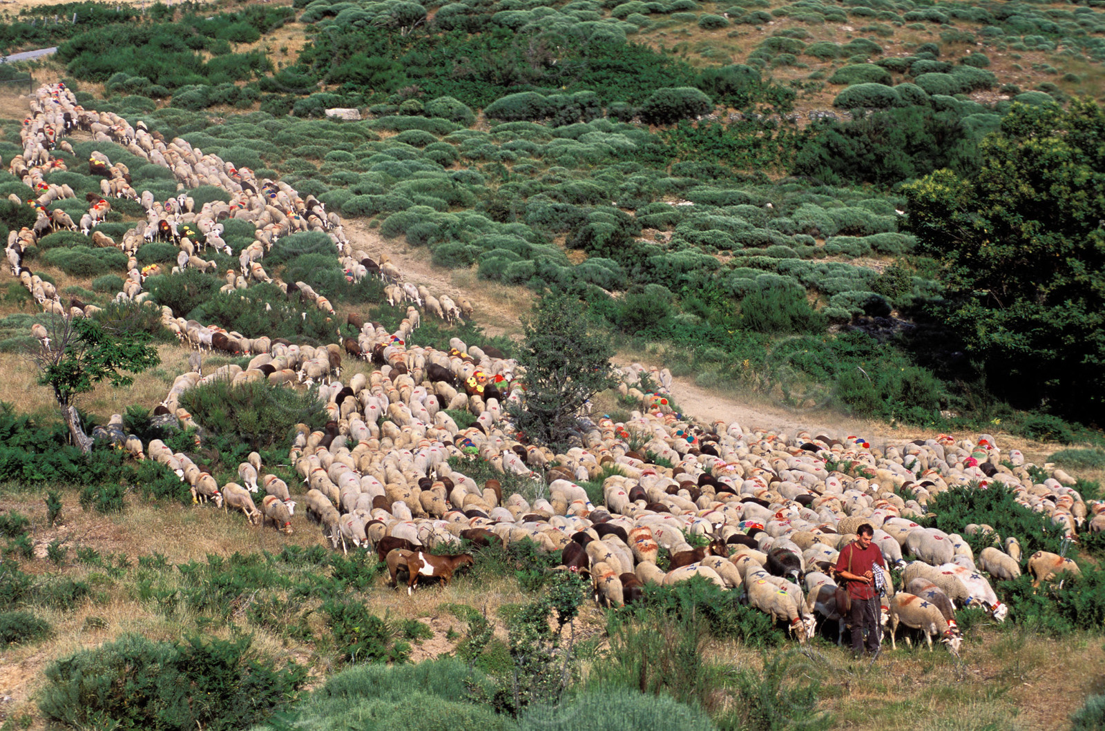 Transhumance en Cévennes