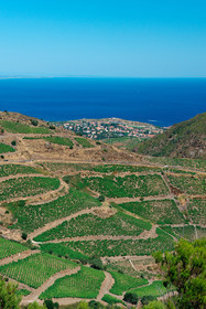 Vignoble du Roussillon