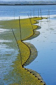 Etang et filets