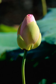 Fleur de lotus