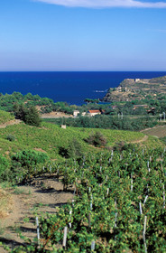 Vignoble du Roussillon