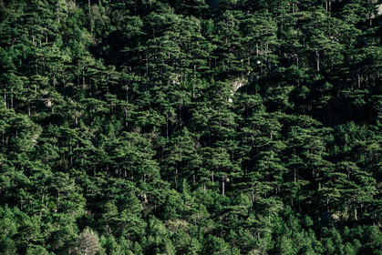 Foret de pins