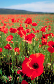 Coquelicot