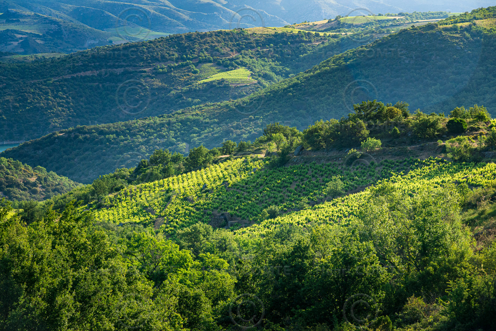 Côtes du Roussillon