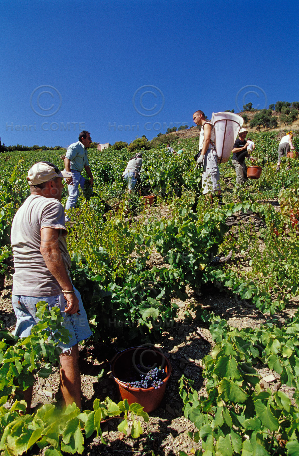 Vignoble du Roussillon