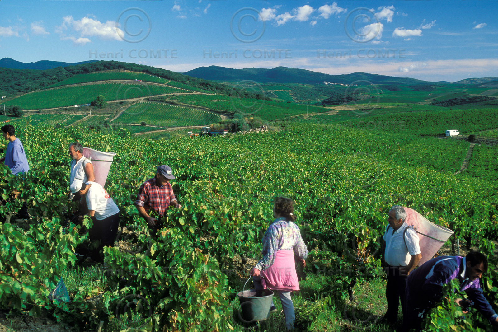 Vignoble de Faugeres
