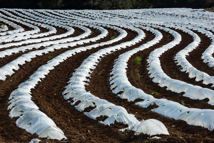Champ de melons