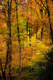 Foret à l'automne