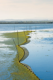Etang et filets