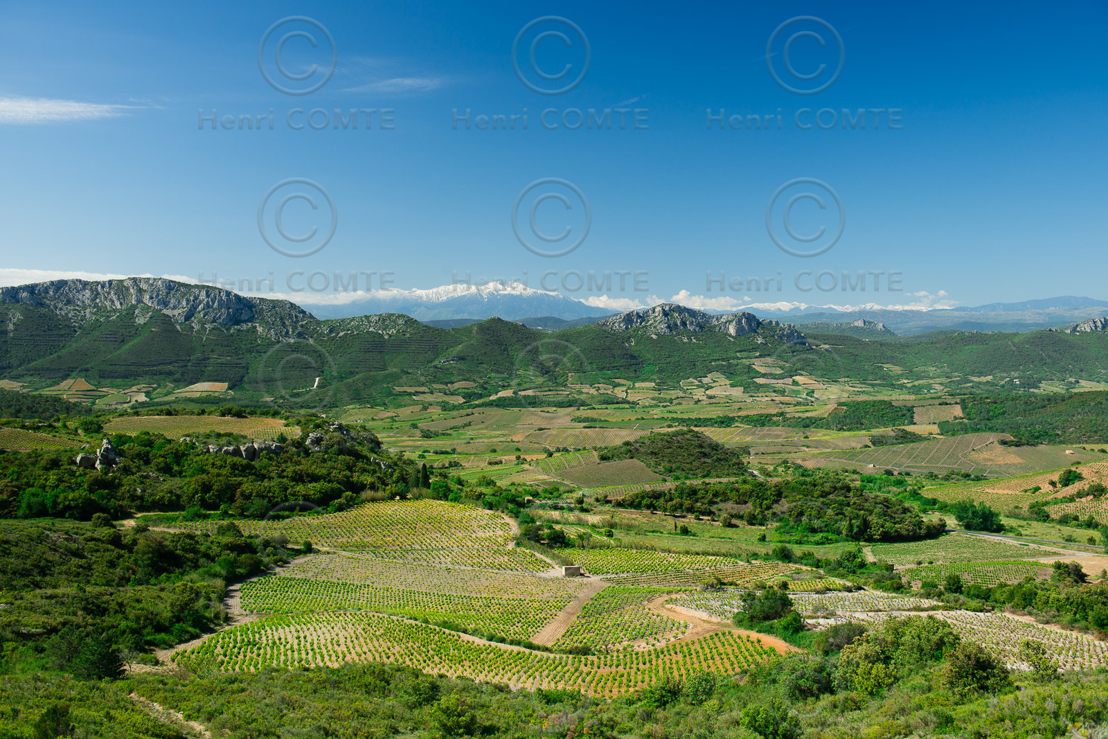 Vignoble du Roussillon