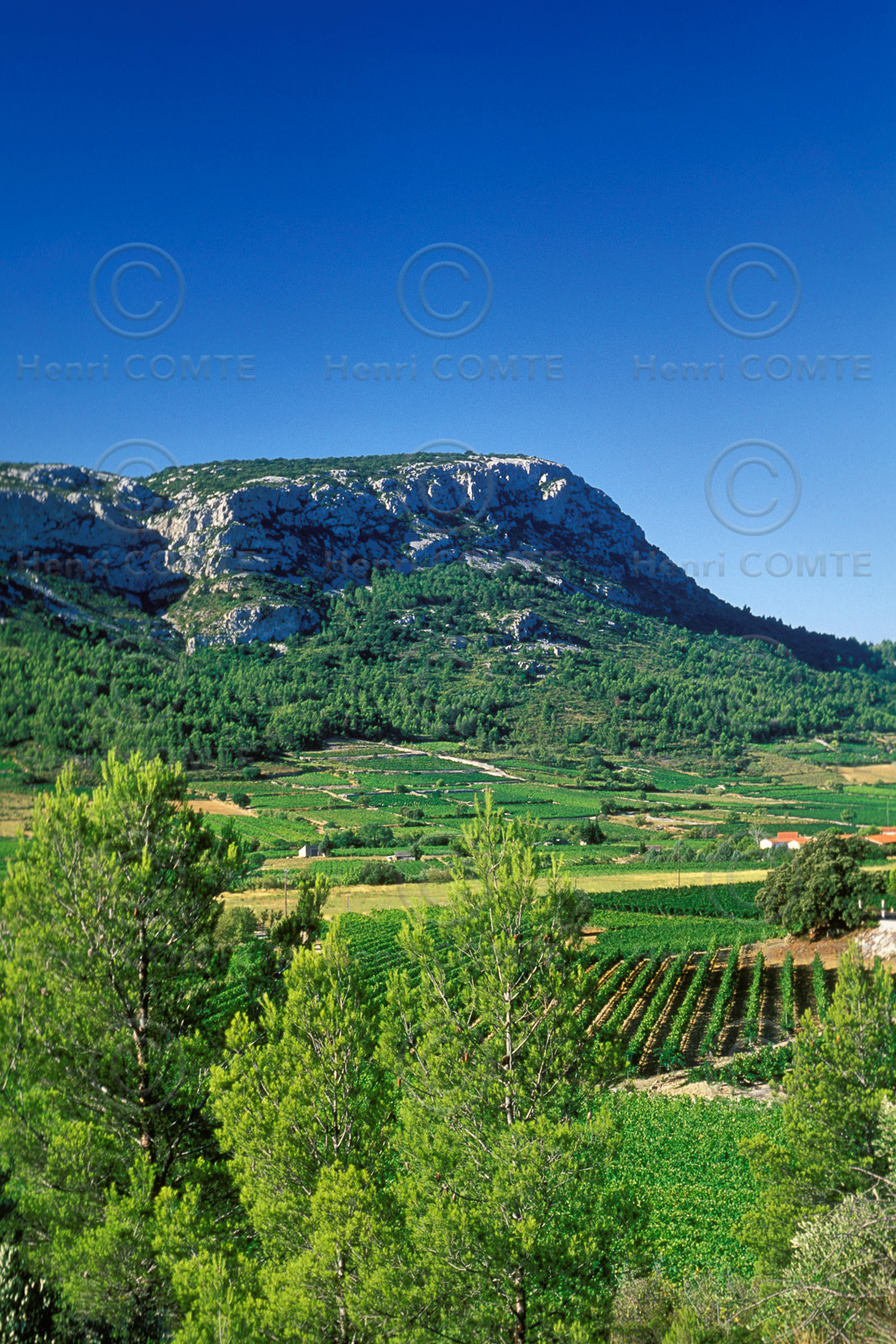 Vignoble du Roussillon