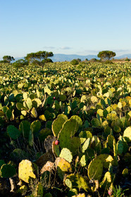 Figues de barbarie