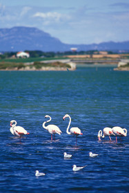 Etang de l'Or