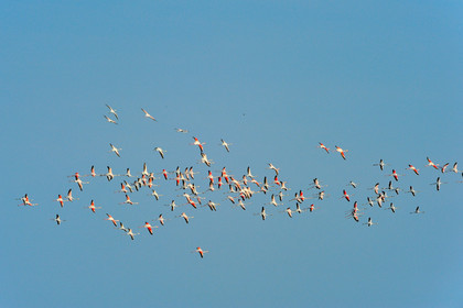 Flamants roses