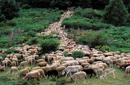 Transhumance en Cévennes