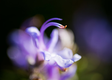 Fleur de romarin