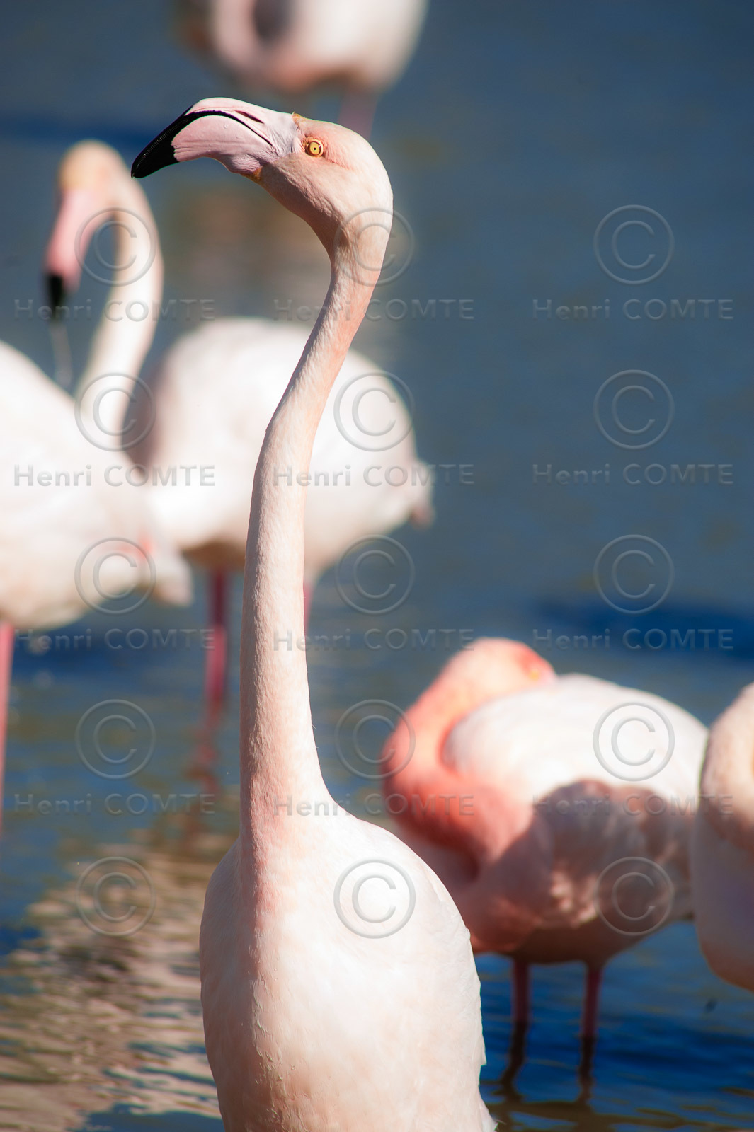 Flamants roses