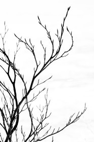 Arbre