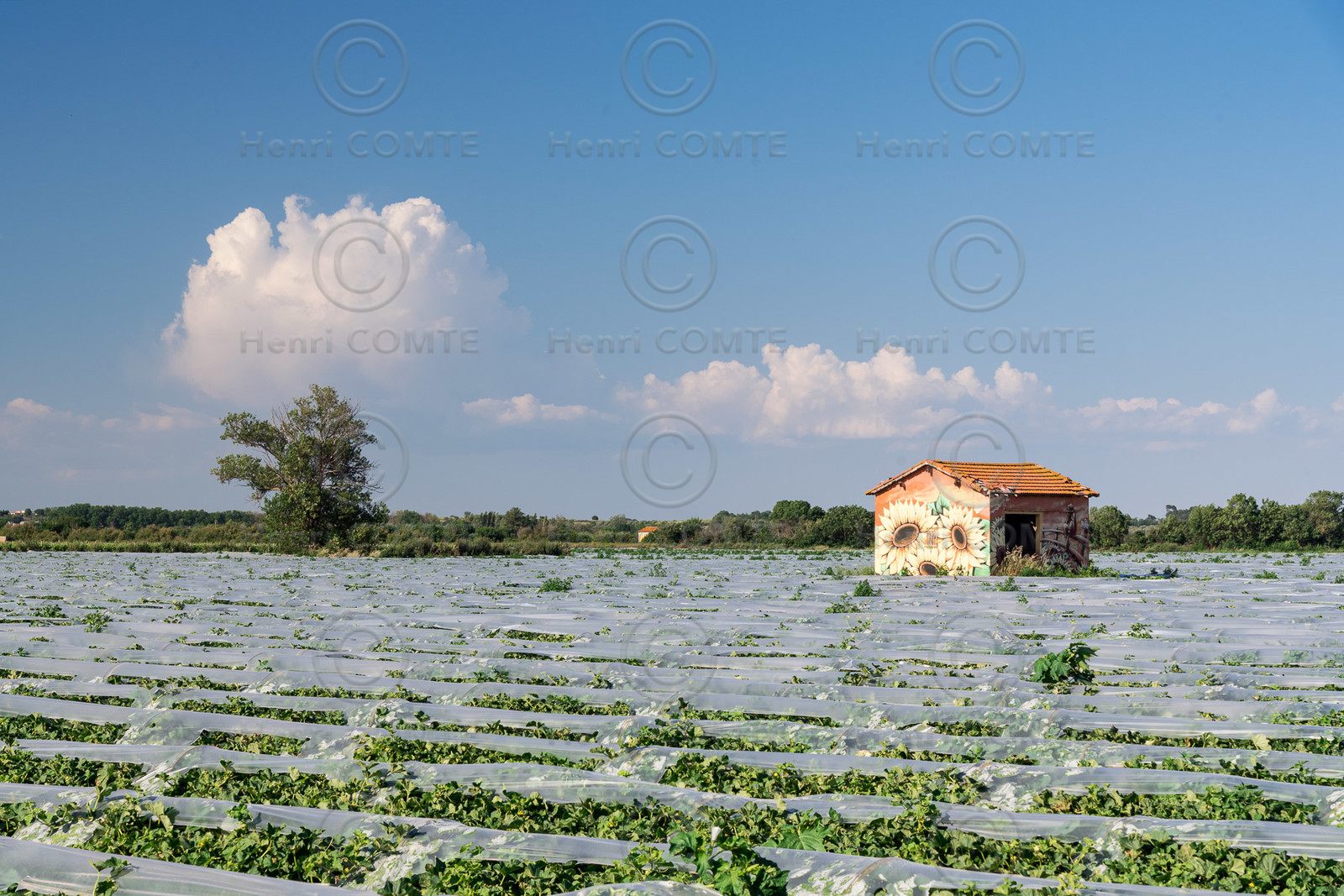 Champs de melons