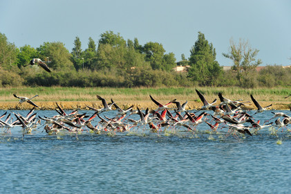 Flamants roses