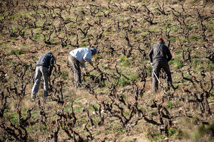 Travail Vigne