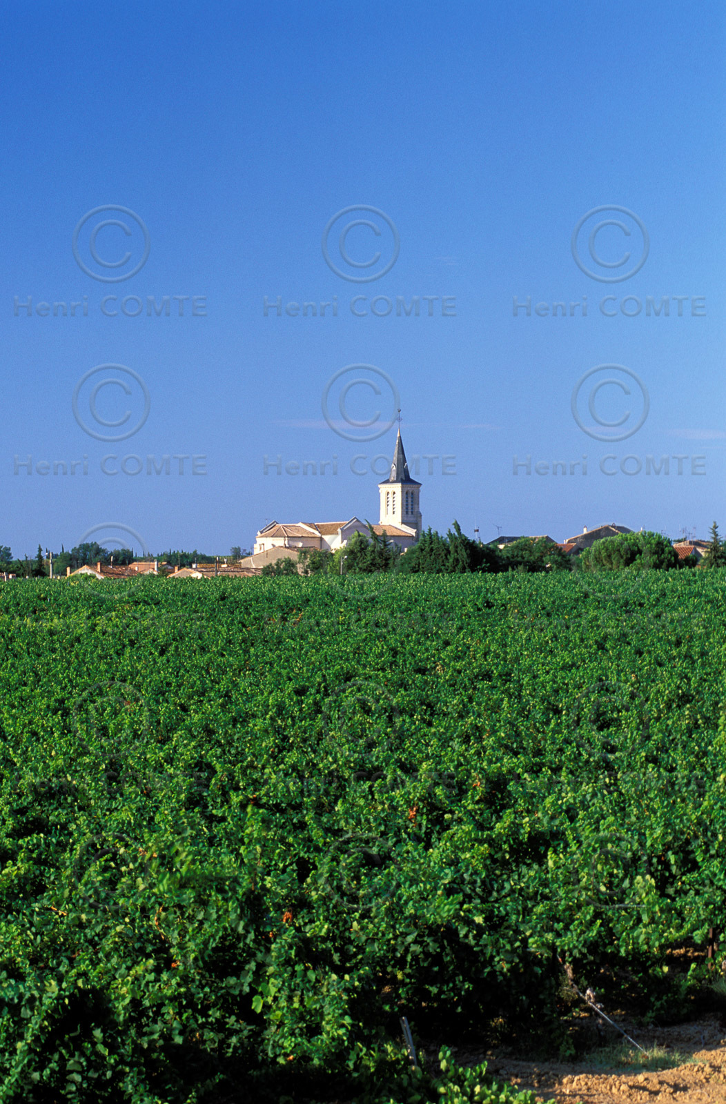 Vignoble de Pinet