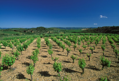 Vignoble Saint Chinian
