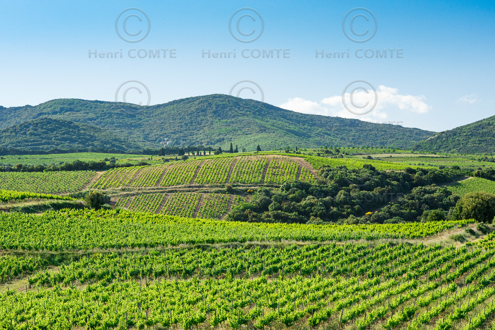 Vignoble de Faugères