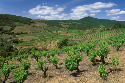 Vignoble Saint Chinian