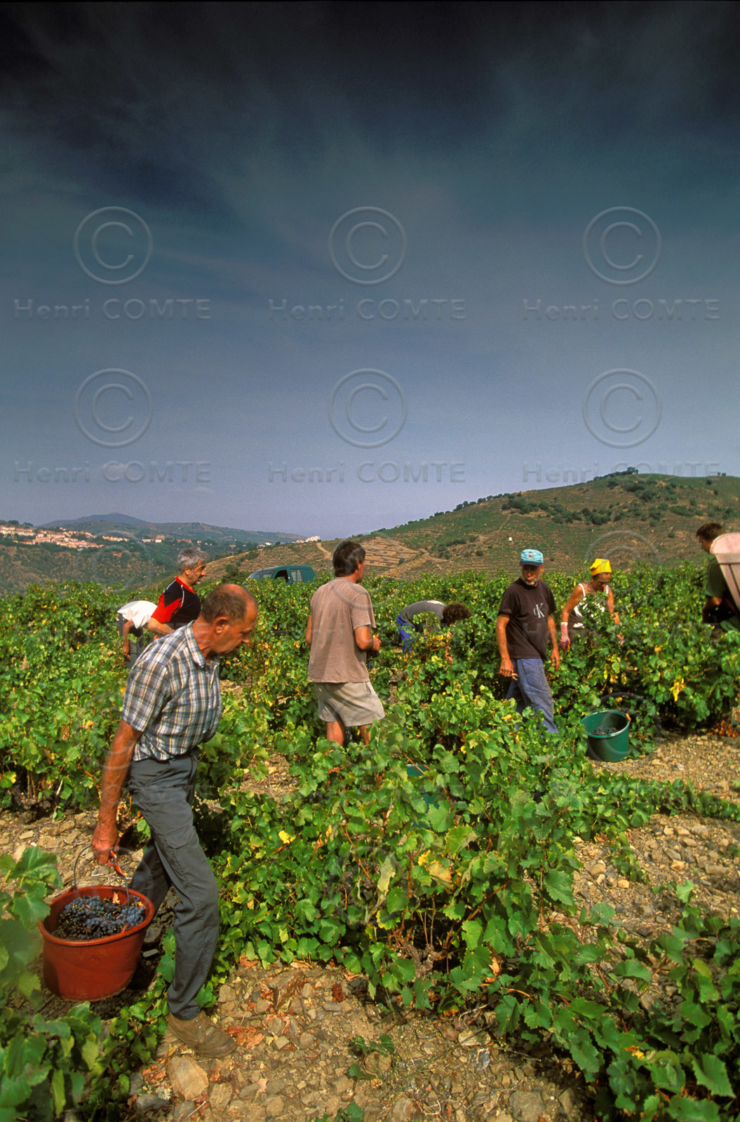 Vignoble du Roussillon