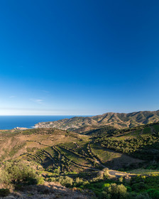 Vignoble de Banyuls
