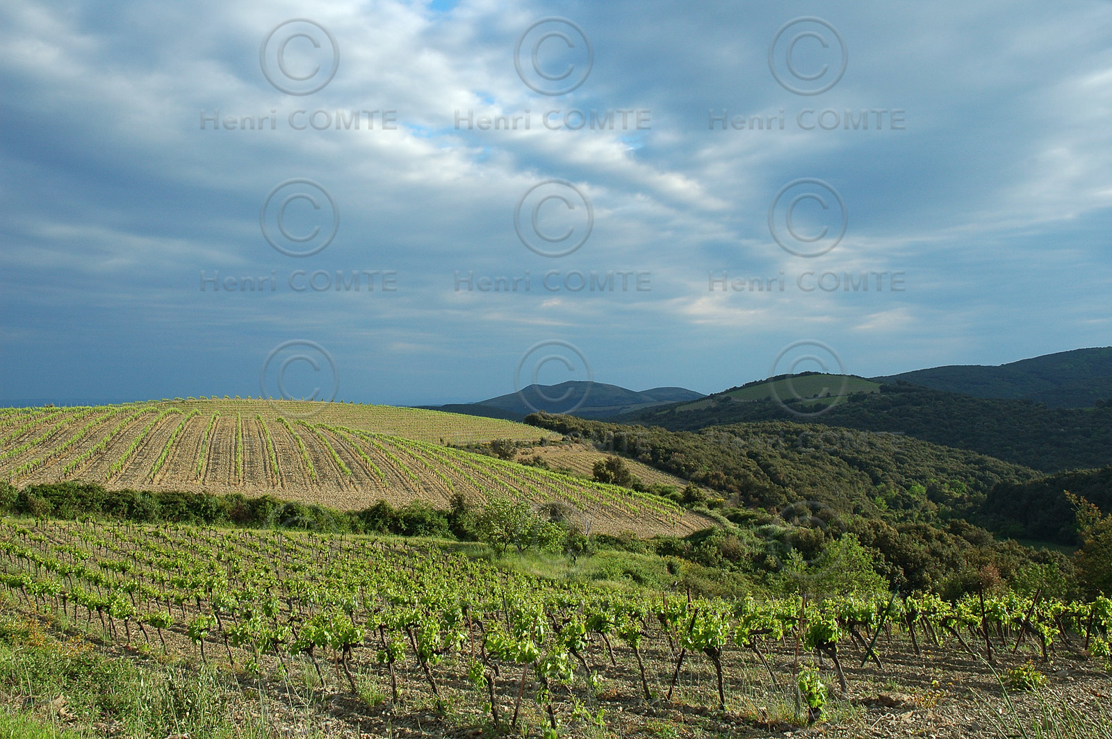 Vignoble de Faugeres