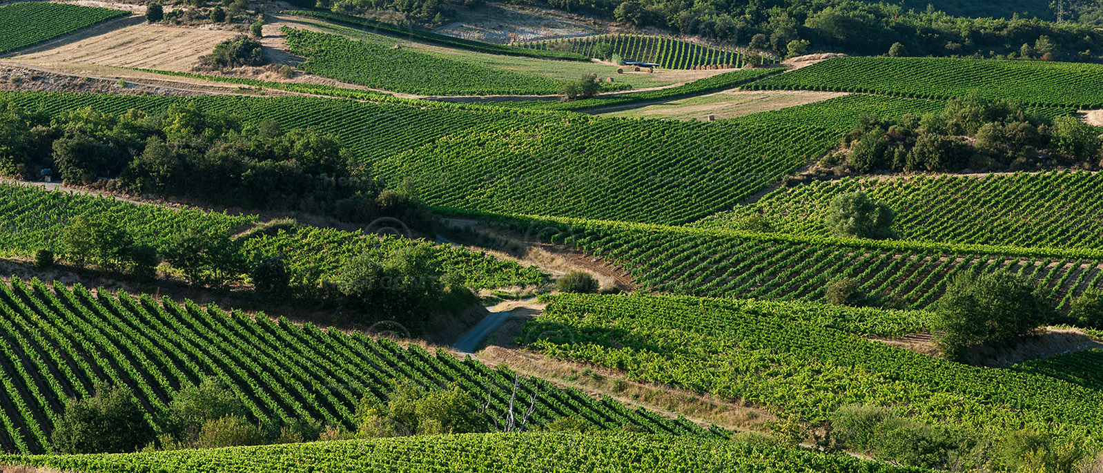 Vignoble de Limoux