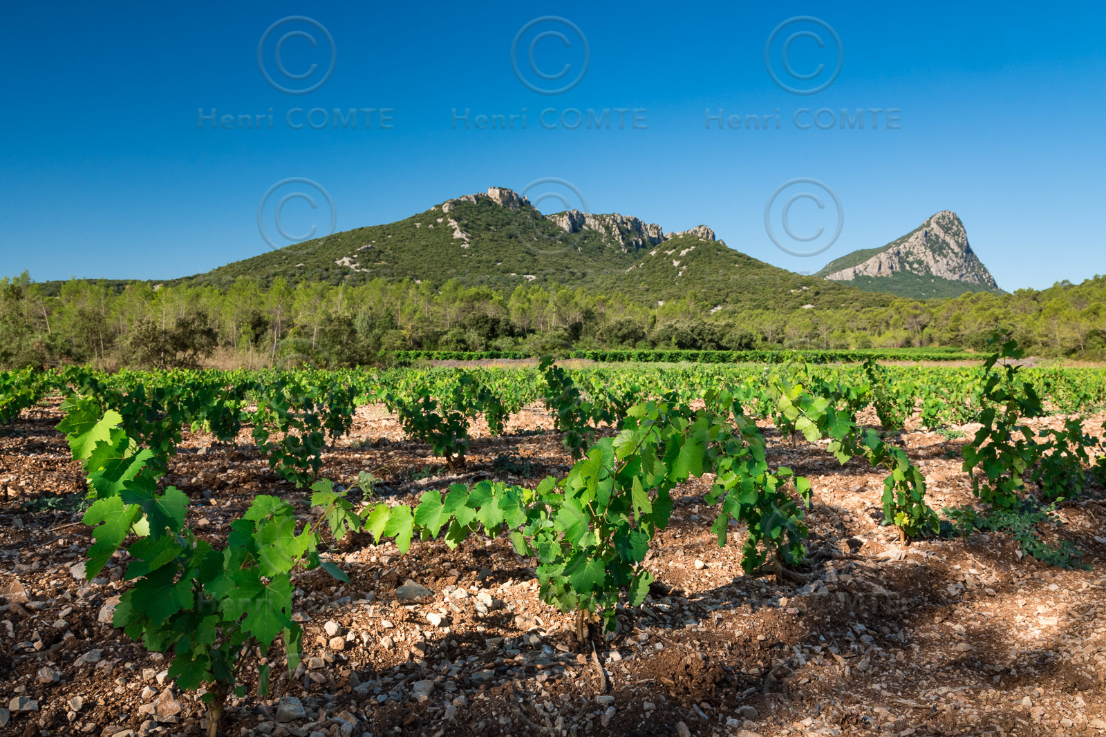 Vignoble Pic Saint Loup