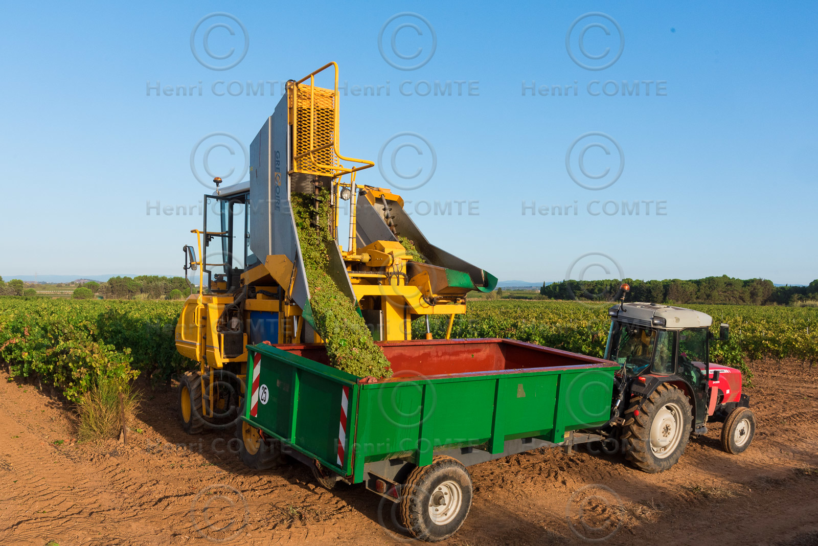 Vendange à la machine