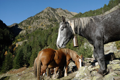 Chevaux