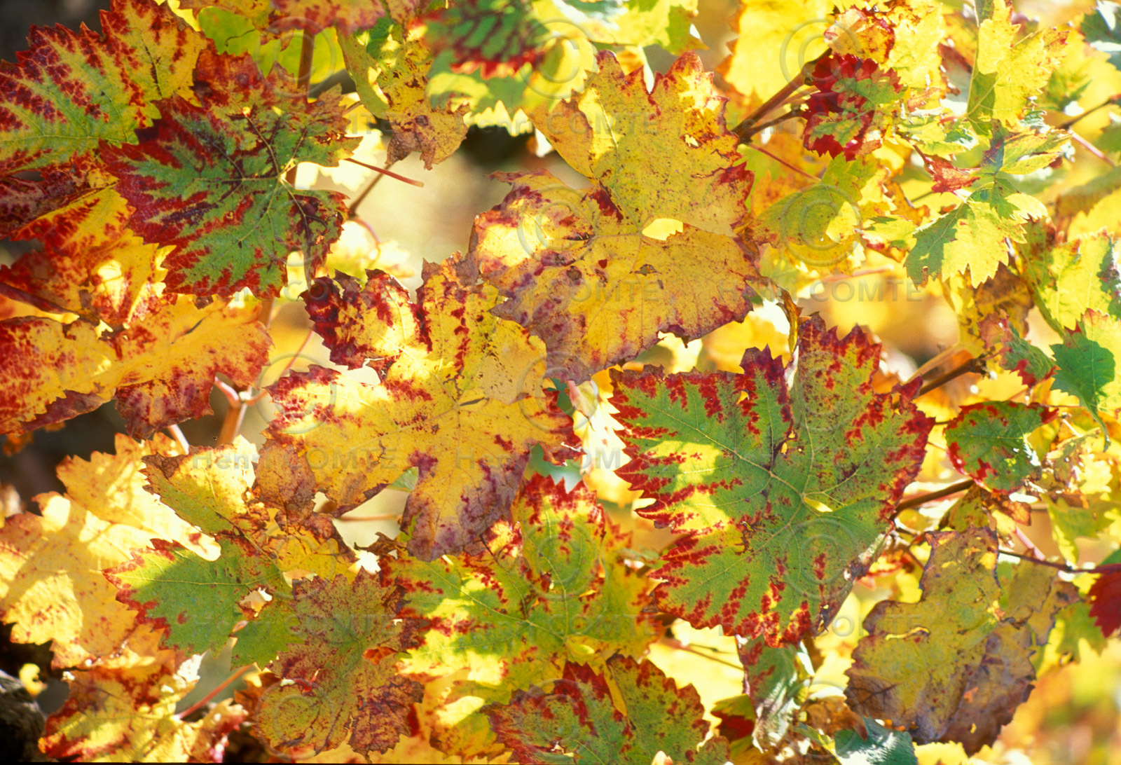 Feuilles de vignes