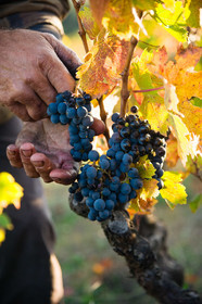 Vendanges