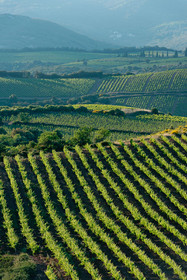 Vignoble de Faugeres