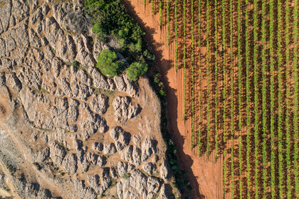 Vignes et rochers