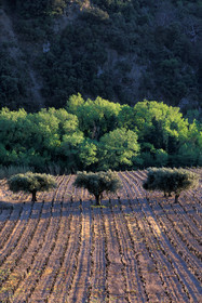 Vallée de l'Orb
