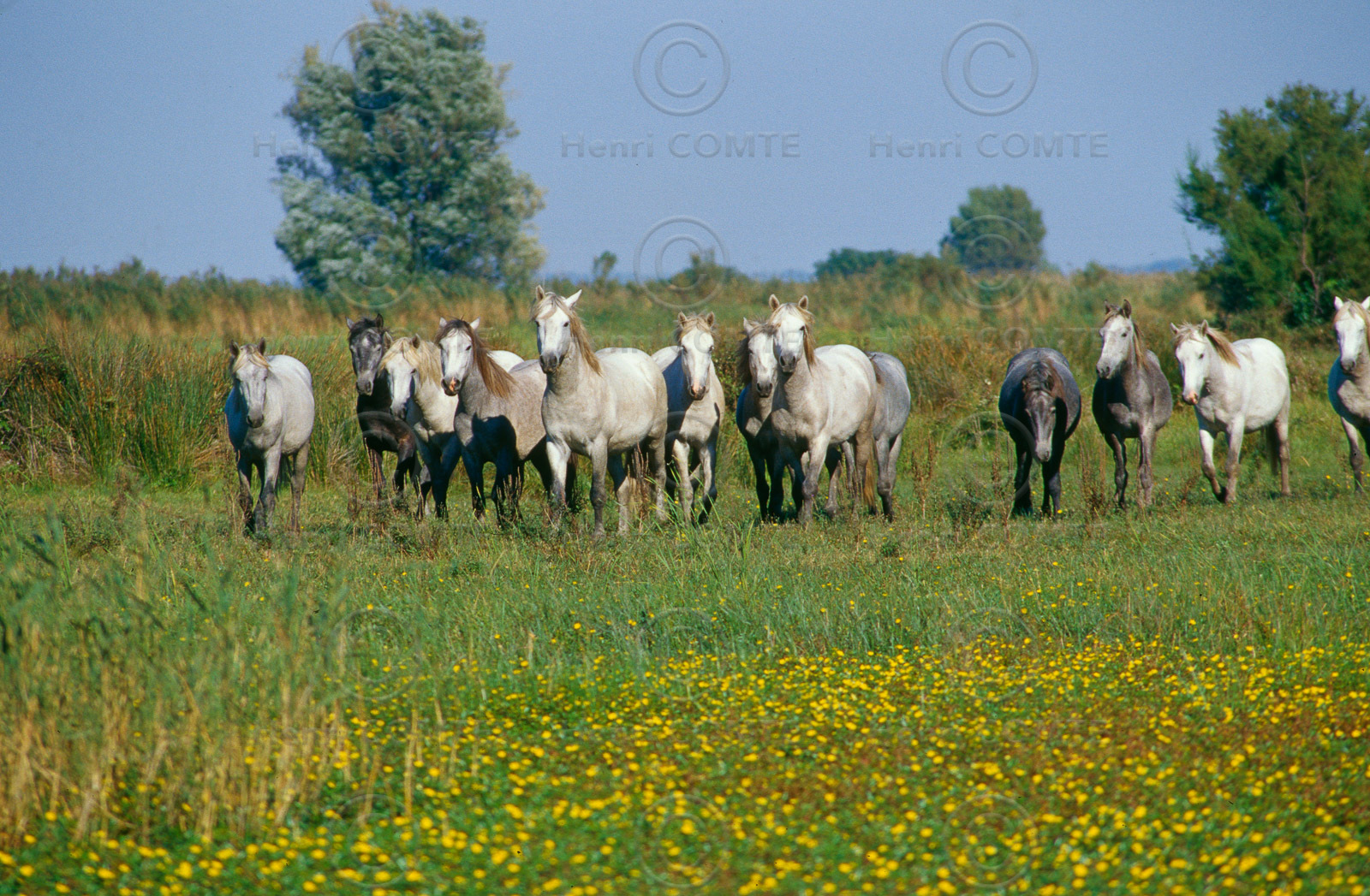 Chevaux camarguais
