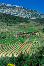 Vignoble du Roussillon